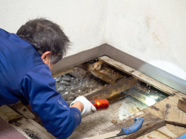 Best Mold Remediation  in Loomis, CA