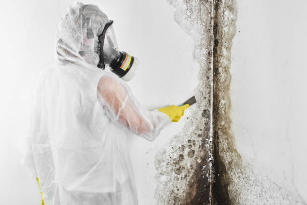 Best Same-Day Mold Removal  in Loomis, CA