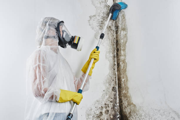 Best Mold Remediation  in Loomis, CA