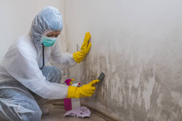 Home Mold Removal in Loomis, CA