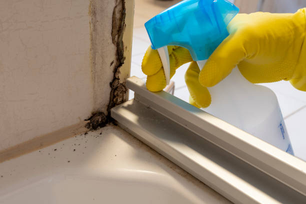 Best Mold Damage Repair  in Loomis, CA