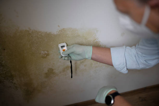 Best Mold Cleaning Services  in Loomis, CA