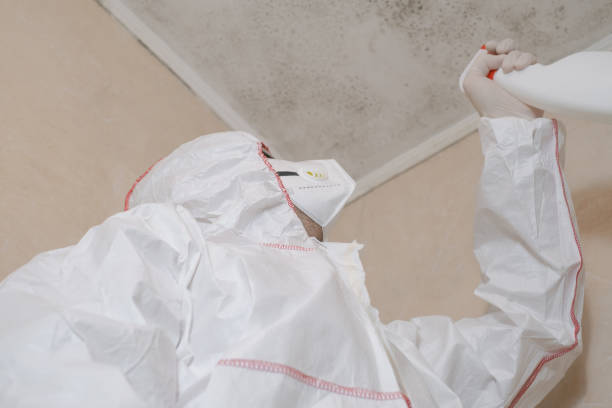 Certified Mold Removal in Loomis, CA