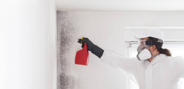 Best Residential Mold Removal  in Loomis, CA