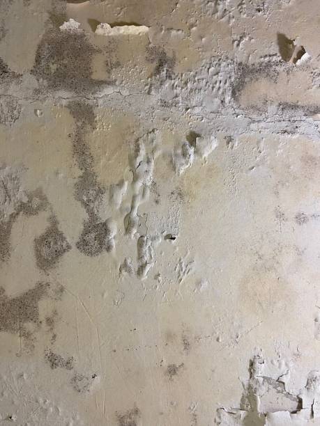 Trusted Loomis, CA Mold Removal Experts