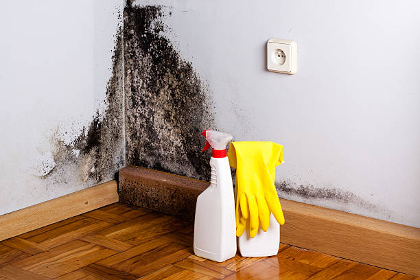 Best Mold Damage Repair  in Loomis, CA