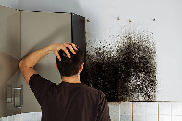 Best Fast Mold Removal  in Loomis, CA