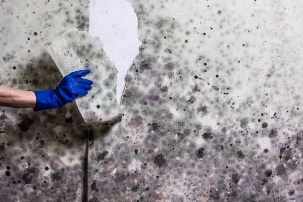 Best Toxic Mold Removal  in Loomis, CA