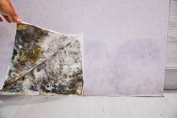 Best Toxic Mold Removal  in Loomis, CA